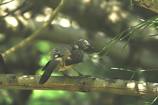 Brown Babbler.JPG